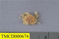 藏品(玲瓏豆蟹)的圖片